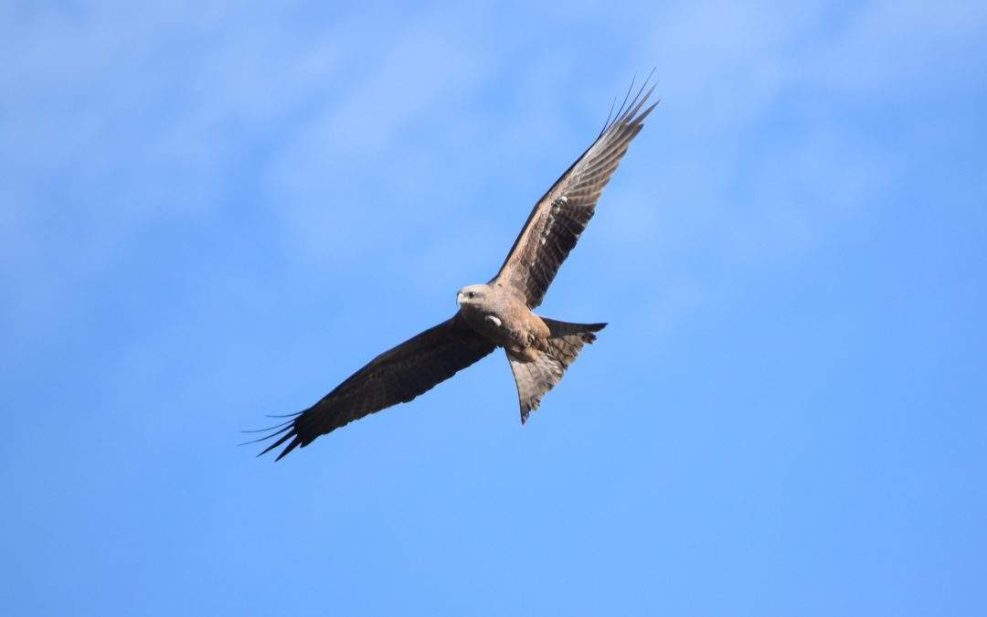 Birdlife Australia – Aussie Bird Count